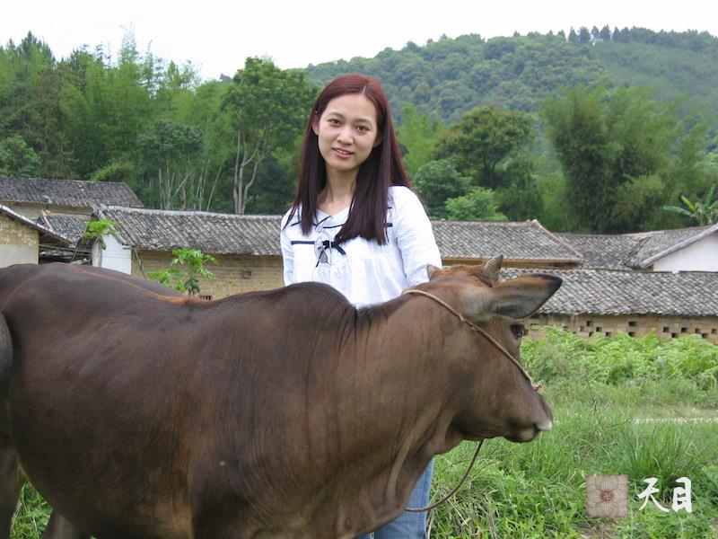 2004年五一节邹宜均（出家前的果实法师）随双亲下乡-牛