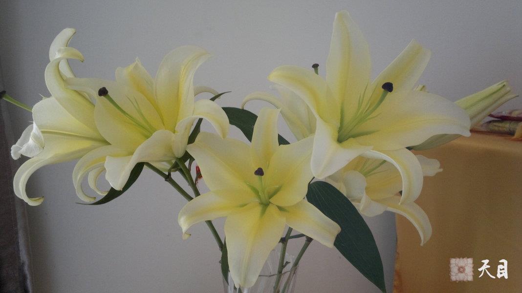 20110212果实法师驻锡深圳常青居士供养的益田豪园居佛堂期间常喜常信居士供养的佛像和鲜花