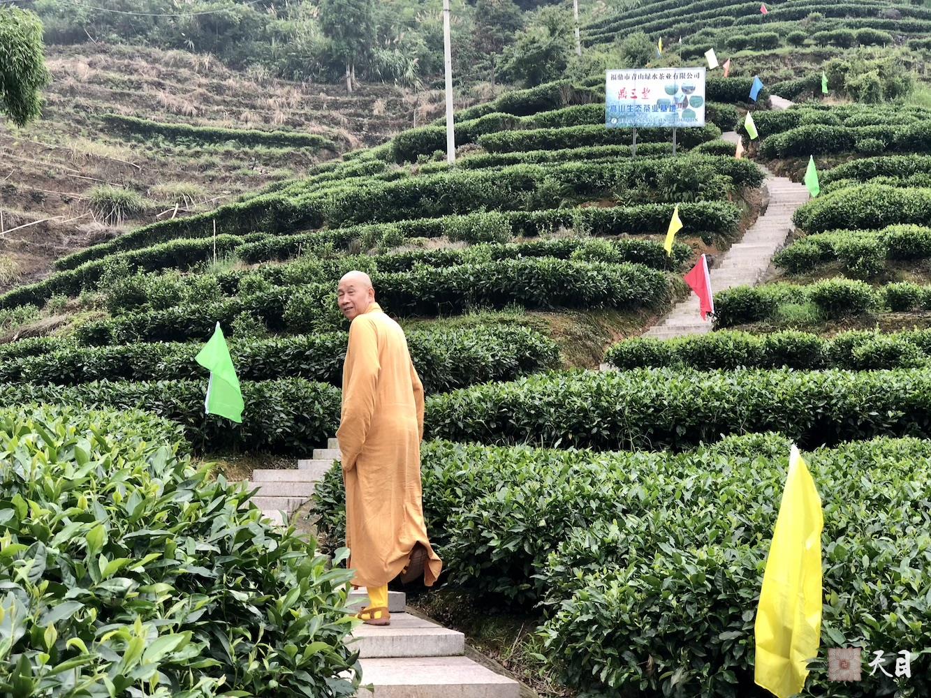 20180701圣观法师带领果实法师等弟子应宁德宗教局陈瑞扬局长邀请到福鼎磻溪茶山考察白茶1