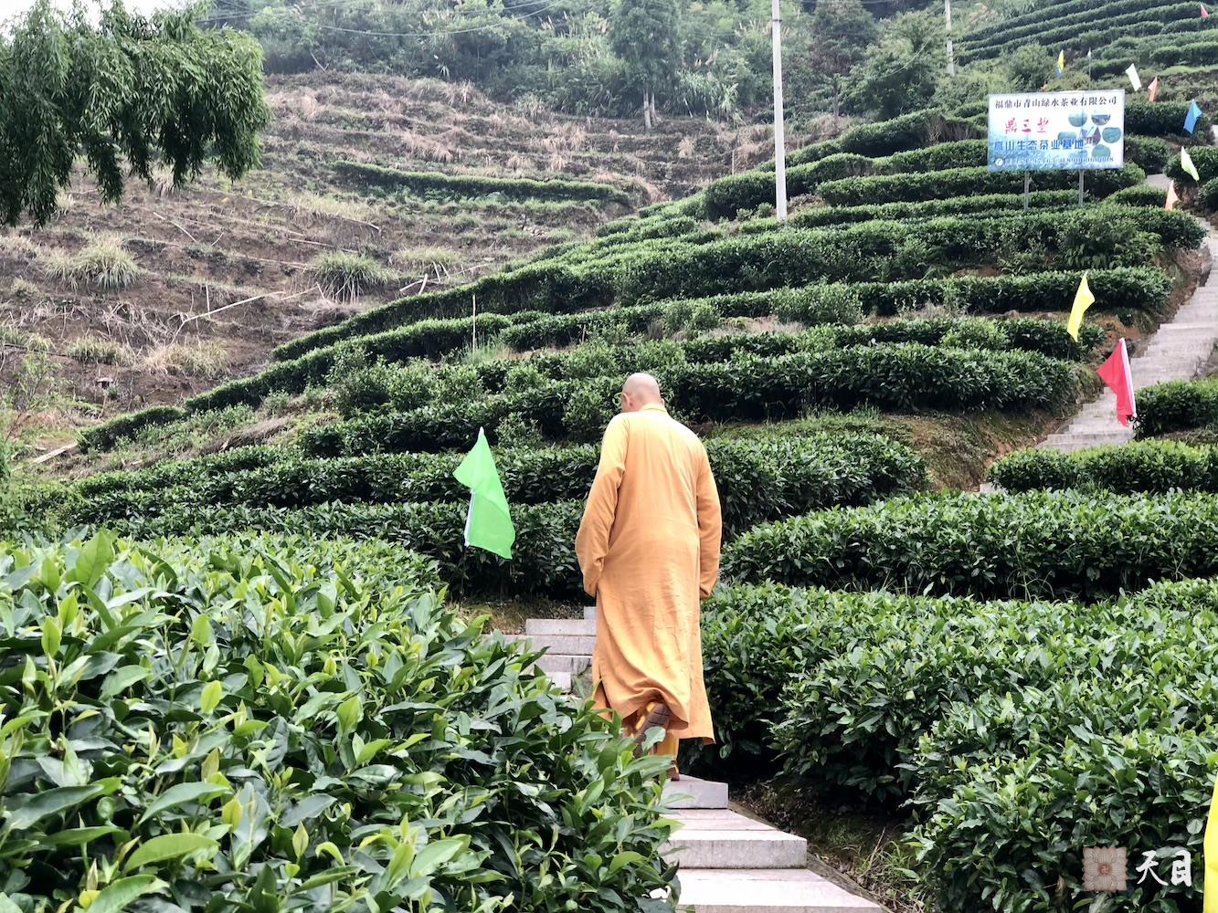 20180701圣观法师带领果实法师等弟子应宁德宗教局陈瑞扬局长邀请到福鼎磻溪茶山考察白茶1
