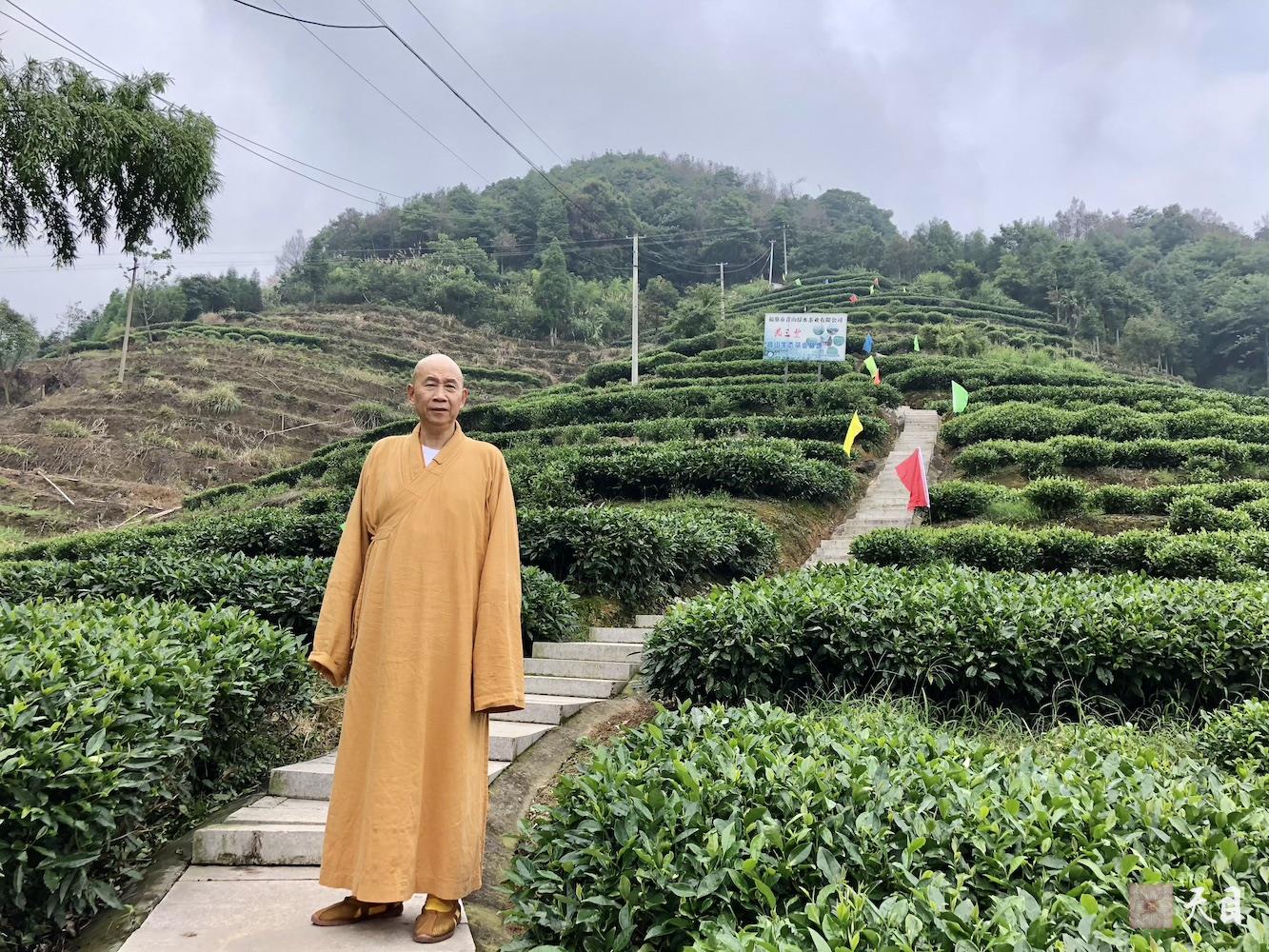 20180701圣观法师带领果实法师等弟子应宁德宗教局陈瑞扬局长邀请到福鼎磻溪茶山考察白茶1