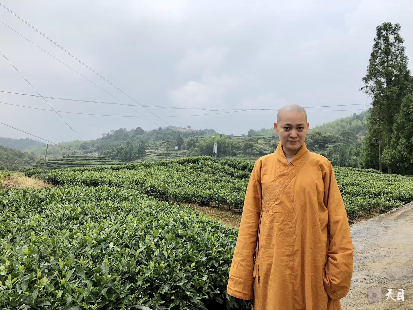 20180701果实法师领众跟随恩师圣观法师应宁德宗教局陈瑞扬局长邀请到福鼎磻溪茶山考察白茶2